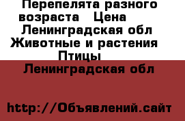 Перепелята разного возраста › Цена ­ 30 - Ленинградская обл. Животные и растения » Птицы   . Ленинградская обл.